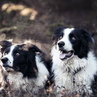 Border Collie