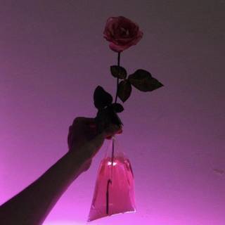 A rose for Jaylon <33