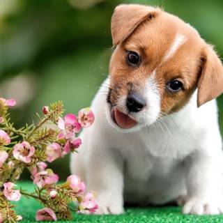  pui de Jack Russell Terrier
