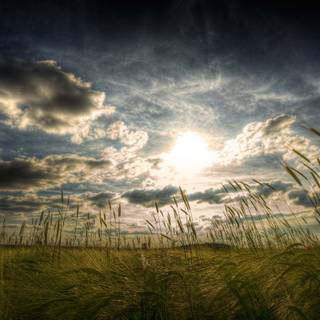 un câmp de grâu la asfințit