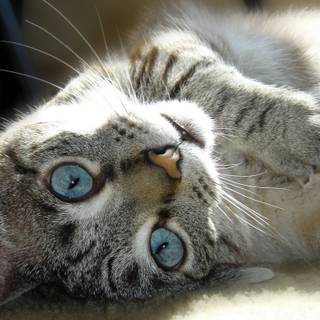  pisică cu ochi albaștri