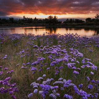 câmp de flori de lavandă de mare