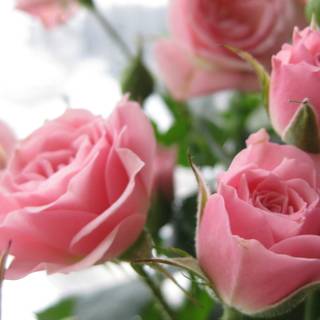 Creative Farmer Gardens Healthy Rare Live Climbing