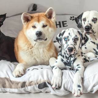grup de patru câini de rase diferite, care stau pe un pat