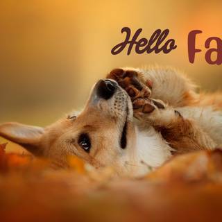 fall dog