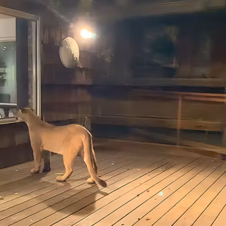 cougar looking through a window 