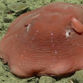 THE CUTEST LIL OCTOPUS I HAVE EVER SEEN: ADORABILIS (The actual name for this munchkin)