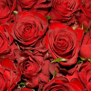 buchet de trandafiri roșii