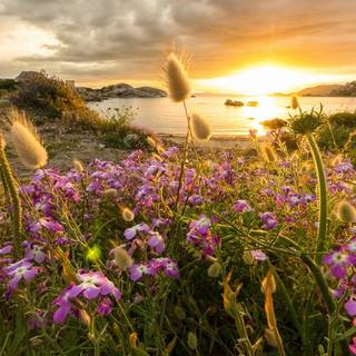 un apus de soare vibrant pe o plajă stâncoasă cu o vegetație bogată în prim-plan