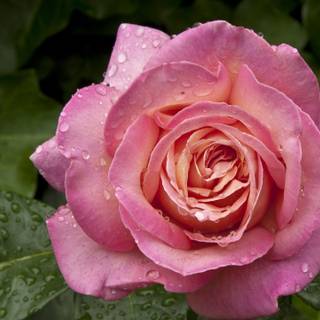 Rosa ‘Kölner Karneval’ (Kölner Karneval)