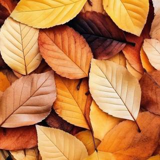 Yellow Autumn Leaves