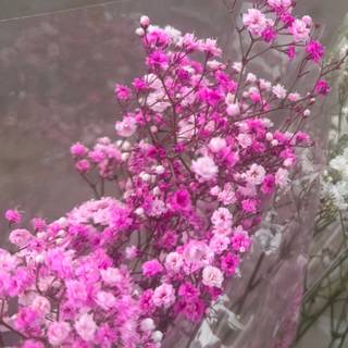 Pink flowers
