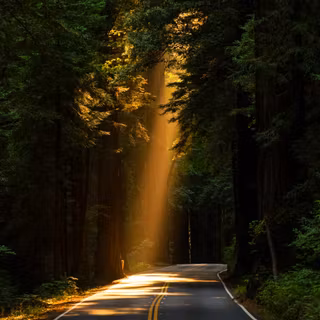 Sunbeam Breaking Through Forest Canopy