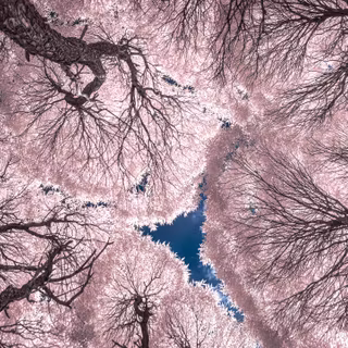 Pink Infrared Forest Canopy