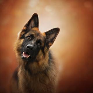 German Shepherd 