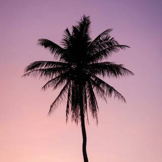 Palm Tree