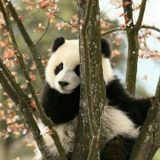 cute sleepy panda