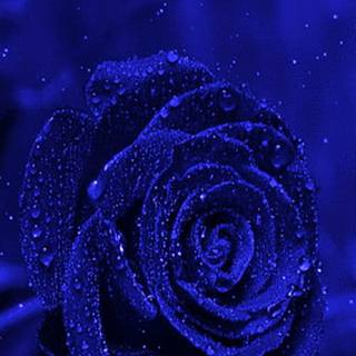 Blue rose, :D.