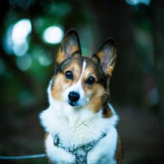 un câine din rasa Corgi