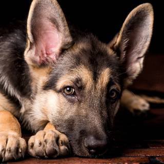 Old german shepherd dog