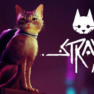stray