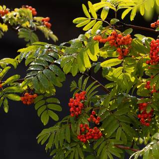 Sorbus aucuparia