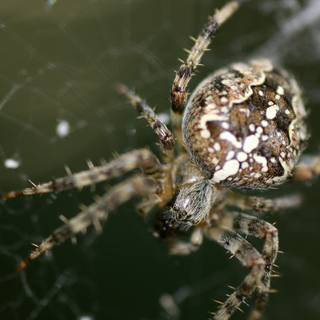 Araneus diadematus