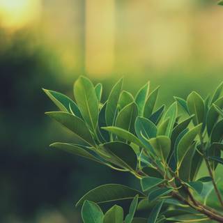 Fresh aesthetic green small leaves-Plant