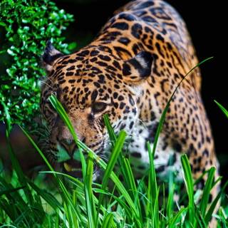 Majestic Jaguar