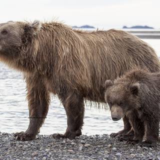 urs Alaska 