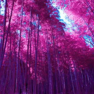 bamboo grove SAKURA EDITION 