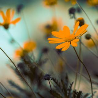 un buchet de flori galbene într-un câmp