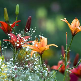 există multe flori diferite în grădină cu tapet de picături de apă