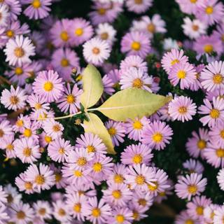 Frunză galbenă unică pe flori roz