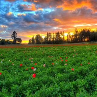 câmp vast cu iarbă verde presărat cu flori roșii și albe