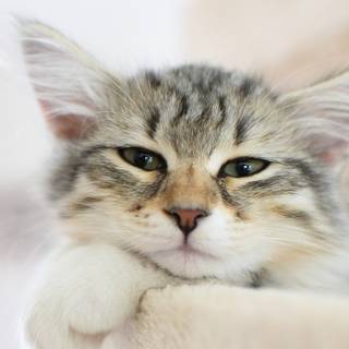 pisică drăguță întinsă cu laba sub cap