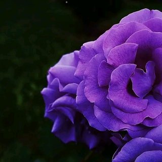 camera robenson /carlzeiss