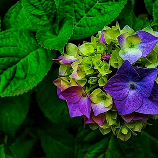 camera robenson/carlZeiss