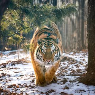 tigru siberian in padure