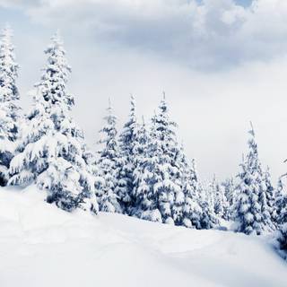 Snowfall Over The Mountain Pines
