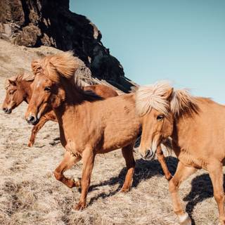 Icelandic Horses