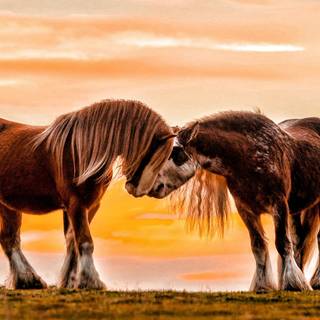 Icelandic Horses