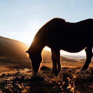 Icelandic Horse