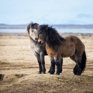 Icelandic Horses