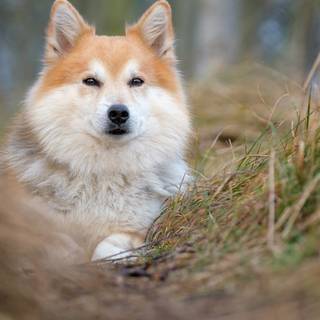 Icelandic Shepherd