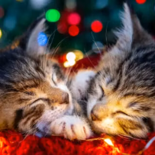 snuggly Christmas cats