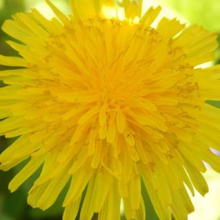 Dandelion Flower