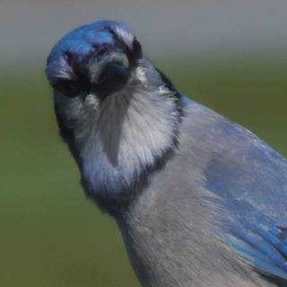 Blue Jay