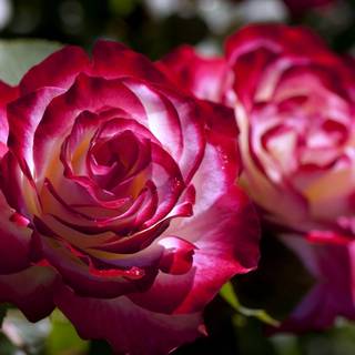 trandafiri de grădină 