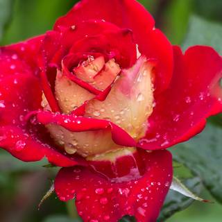 Beautiful Red Garden Rose